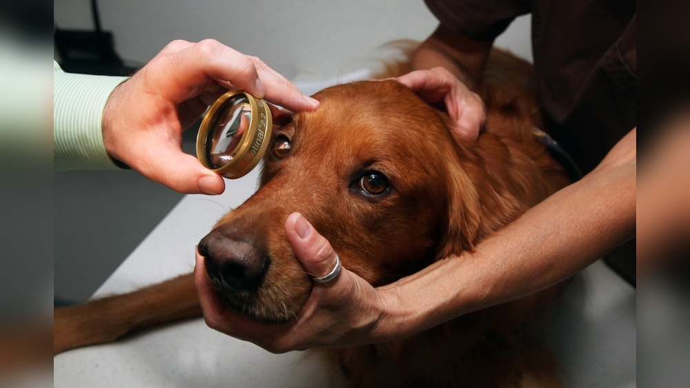 Best Dog Ophthalmologist near Me