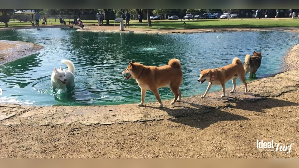Best Dog Park in Houston