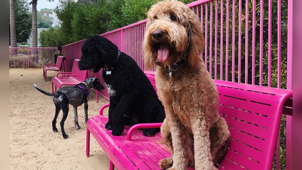 Best Dog Parks in La: Top Spots for Fun & Freedom