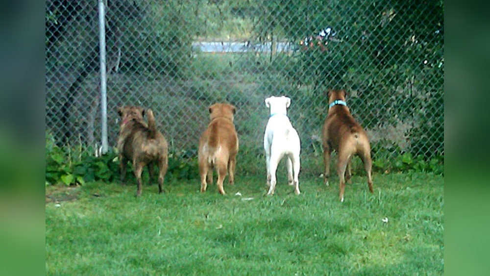 Best Dog Parks in Southern California