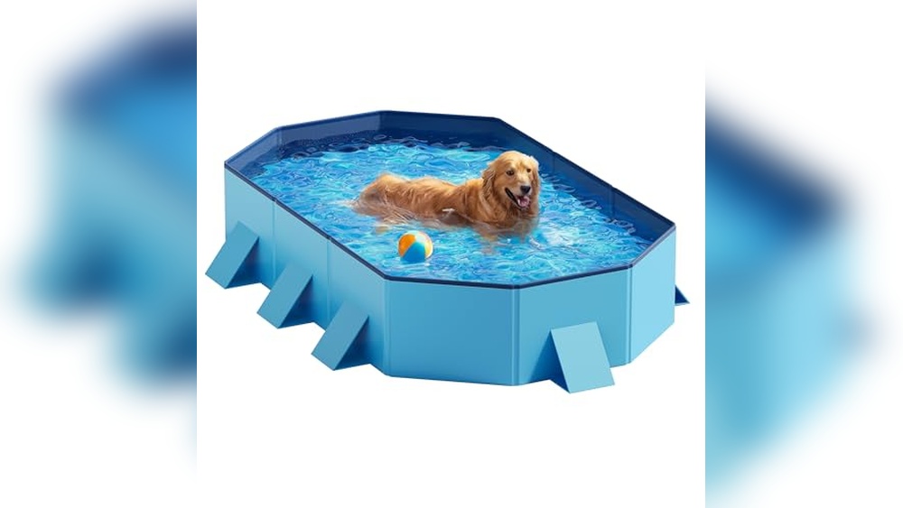 Best Dog Pools for Large Dogs