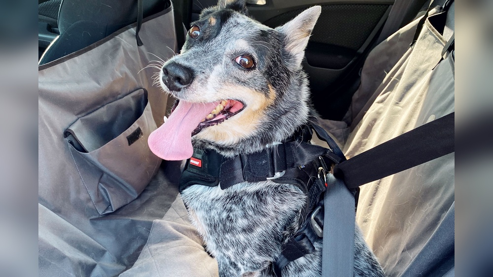 Best Dog Safety Harness for Car