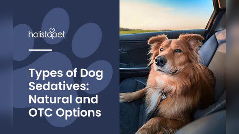 Best Dog Sedative for Travel