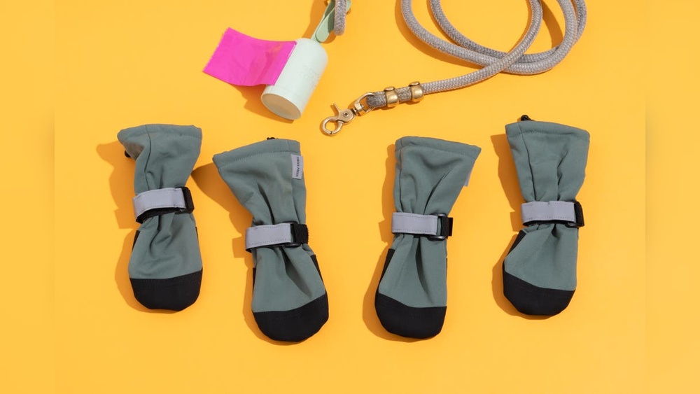 Best Dog Shoes for Chihuahuas