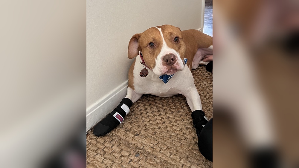 Best Dog Shoes for Pitbulls