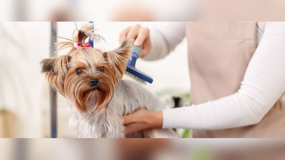 Best Dog Spa near Me