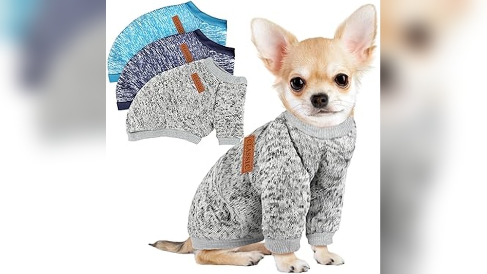 Best Dog Sweaters for Small Dogs