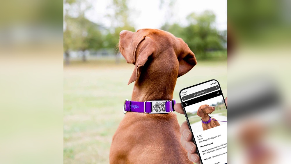 Best Dog Tags for Collar
