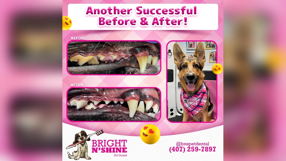 Best Dog Teeth Cleaning near Me