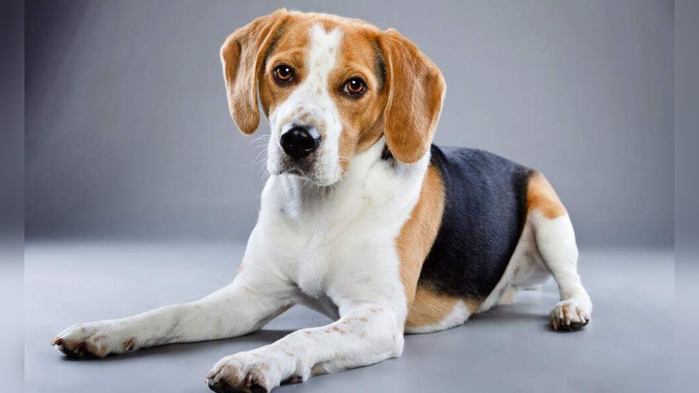 Best Dog to Have With a Cat