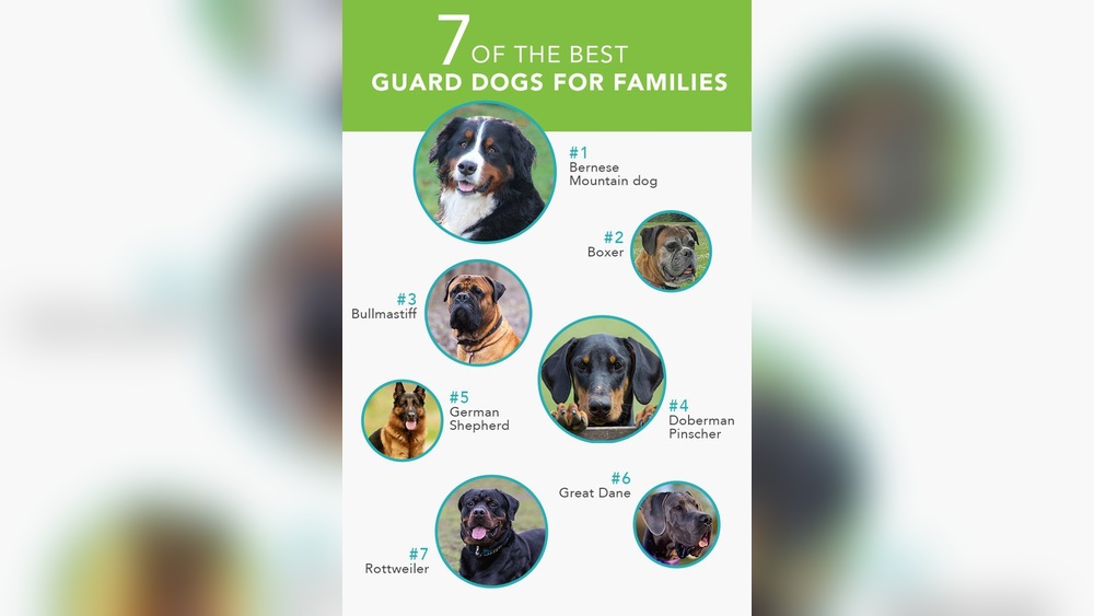 Best Dog to Protect Family