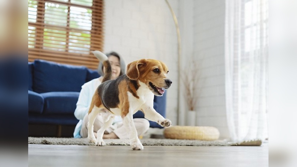 Best Dog Toys for Apartment Living