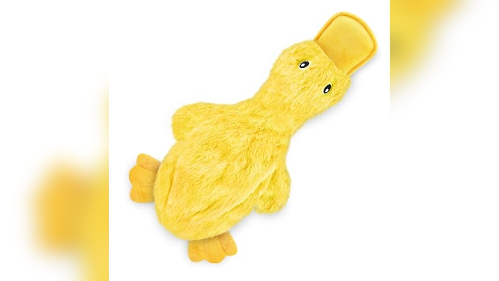 Best Dog Toys for Old Dogs
