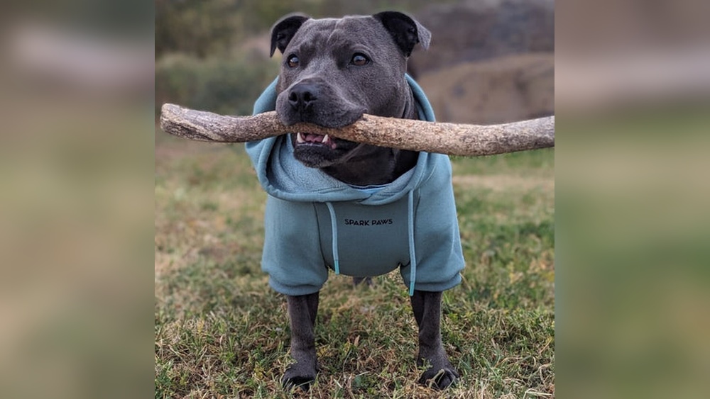 Best Dog Toys for Pitbulls