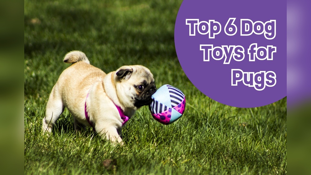 Best Dog Toys for Pugs