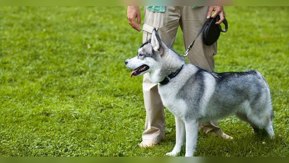 Best Dog Trainers near Me Prices