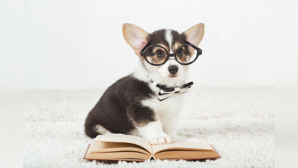 Best Dog Training Books 2024