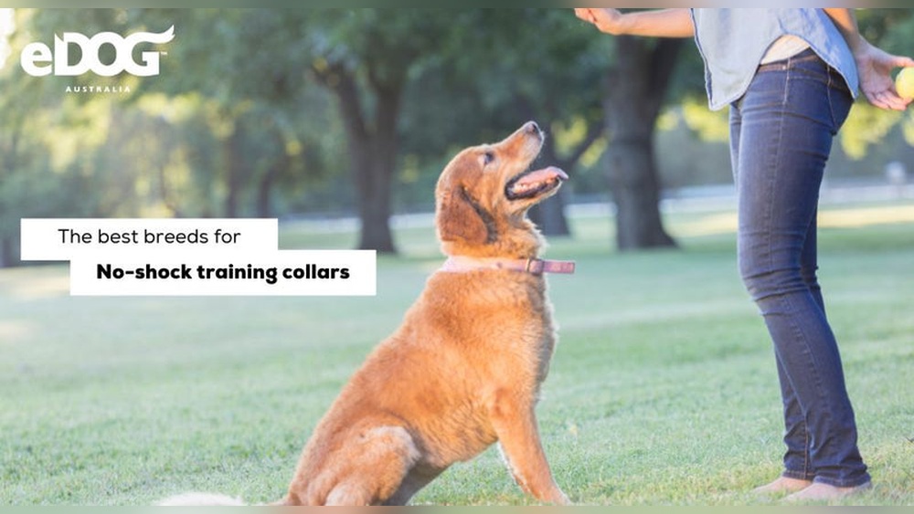 Best Dog Training Collars Australia