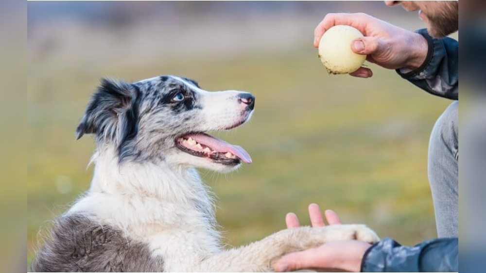 Best Dog Training in Bakersfield