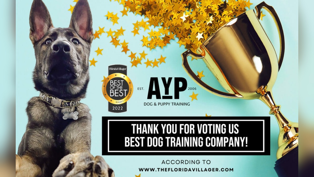 Best Dog Training in Miami
