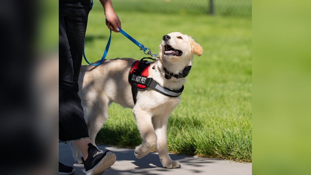 Best Dog Training Knoxville Tn