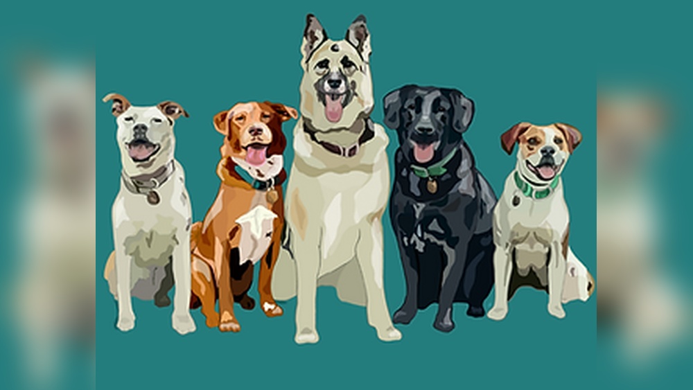 Best Dog Training St Louis