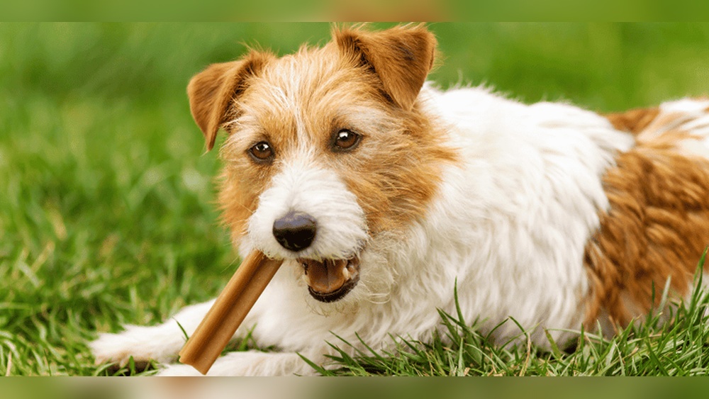 Best Dog Treats for Jack Russell