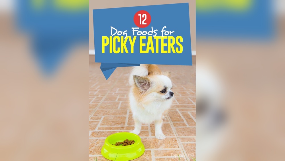 Best Dog Treats for Picky Eaters: Top Tasty Picks Revealed