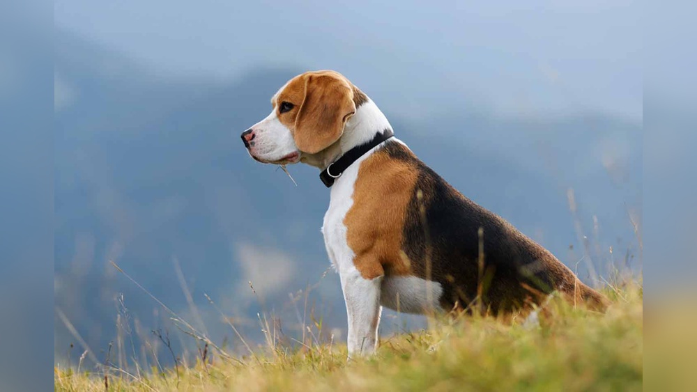 Best Dogs for a Family