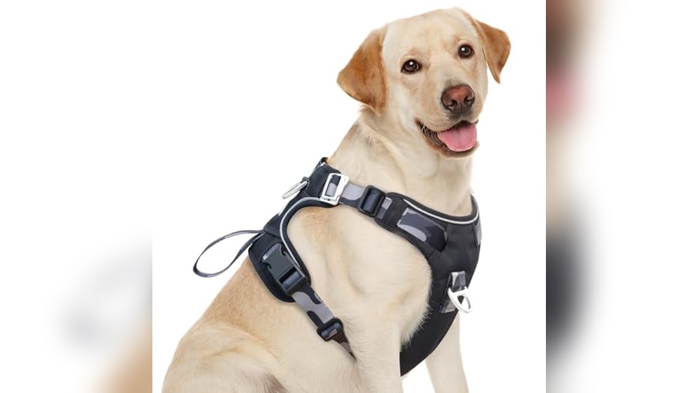 Best Dogs for Hiking Buddies