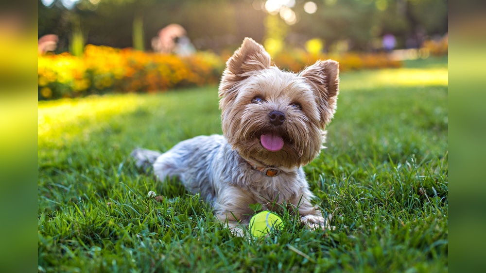 Best Dogs for Hot Climates