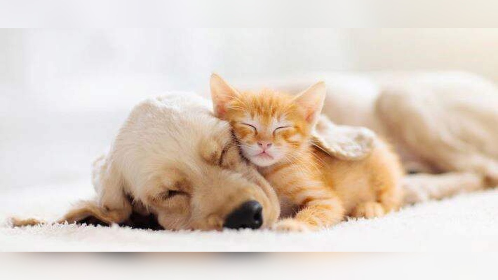 Best Dogs for Kids And Cats