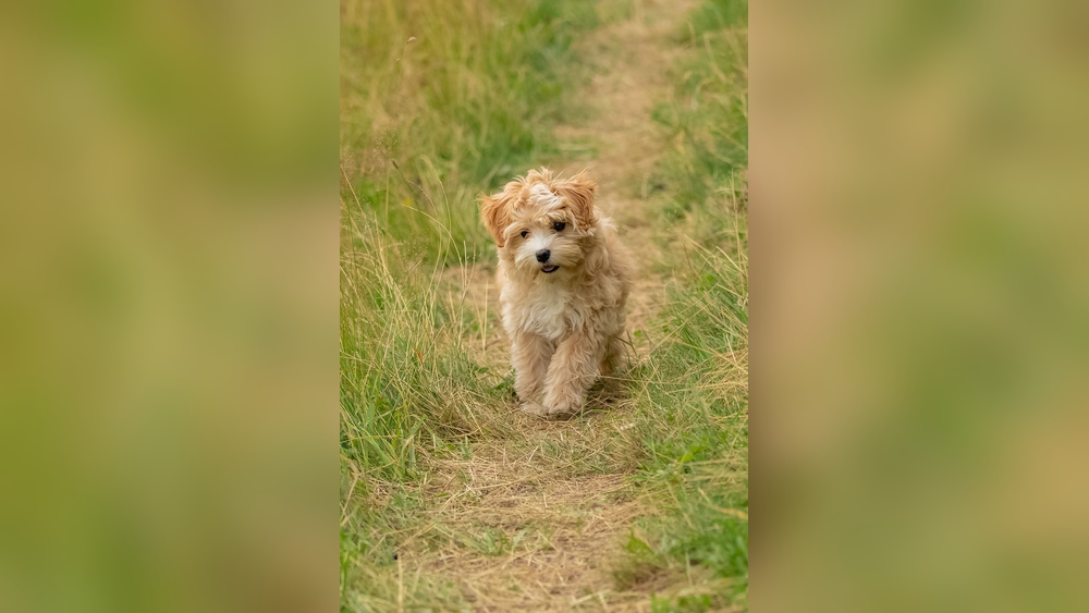 Best Dogs for No Shedding