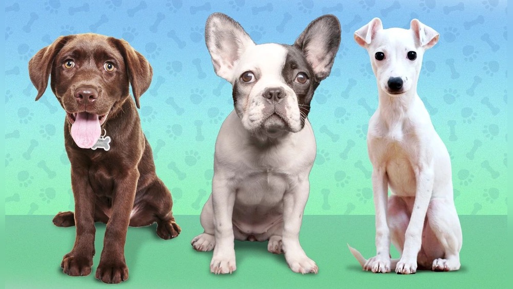 Best Dogs for Seniors Over 65