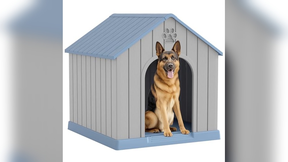 Best Dogs for Small Houses
