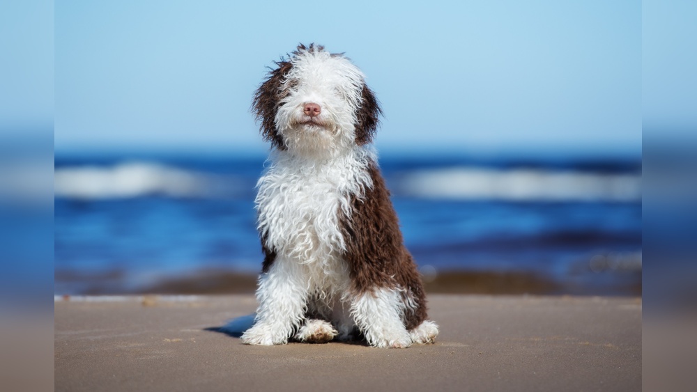 Best Dogs for the Beach