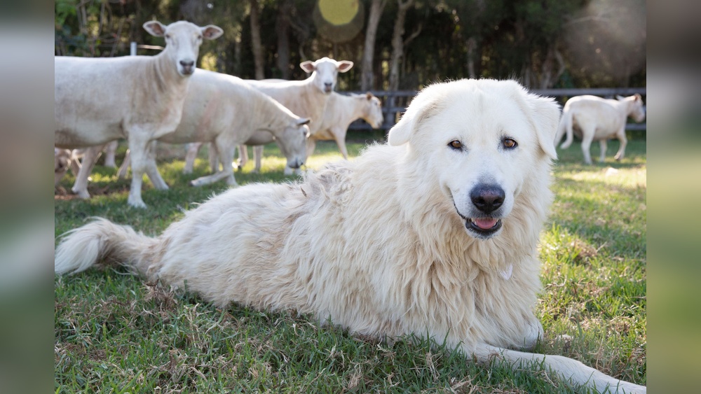 Best Dogs for the Farm