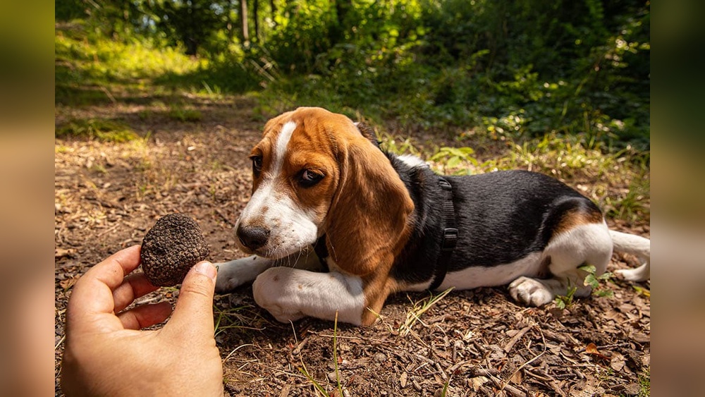 Best Dogs for Truffle Hunting