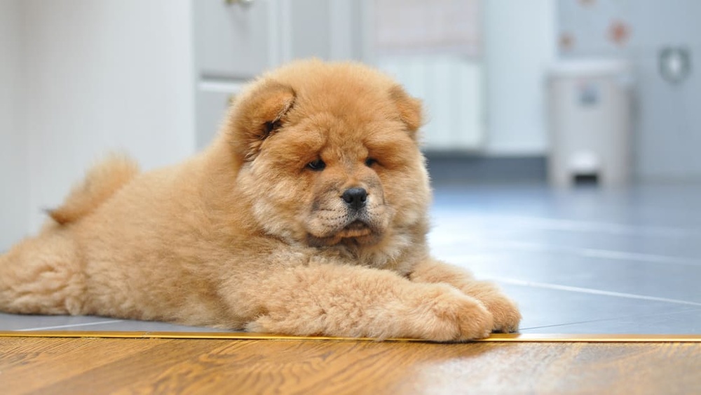 Best Dogs That Can Be Left Alone