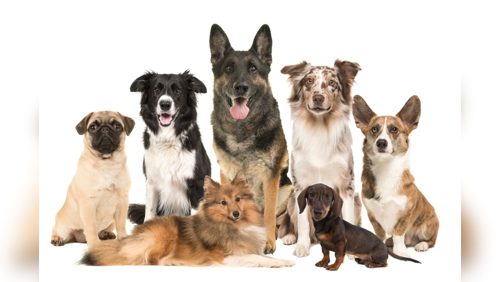Best Dogs to Breed And Sell