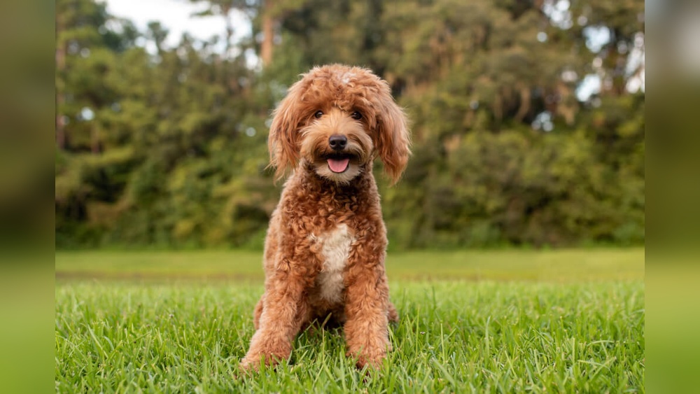 Best Dry Dog Food for Doodles