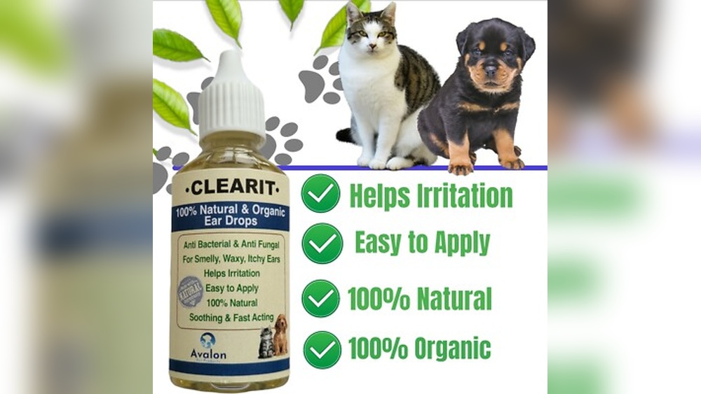 Best Ear Drops for Dogs Smelly Ears