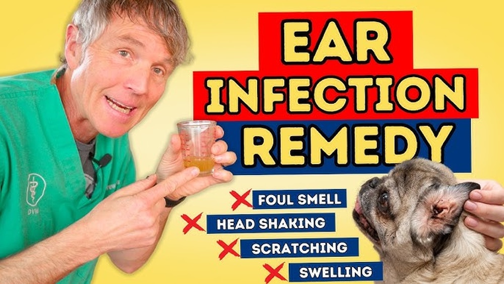 Best Ear Drops for Dogs Without Vet