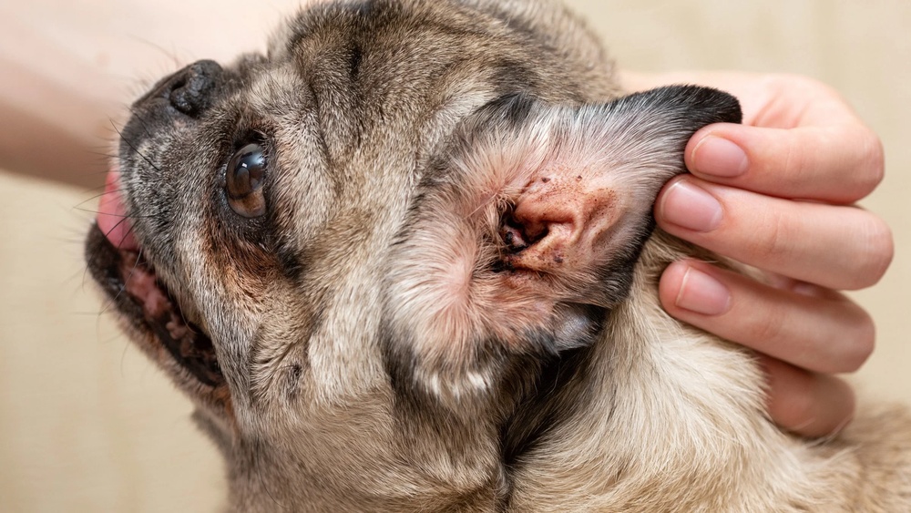 Best Ear Drops for Ear Mites in Dogs
