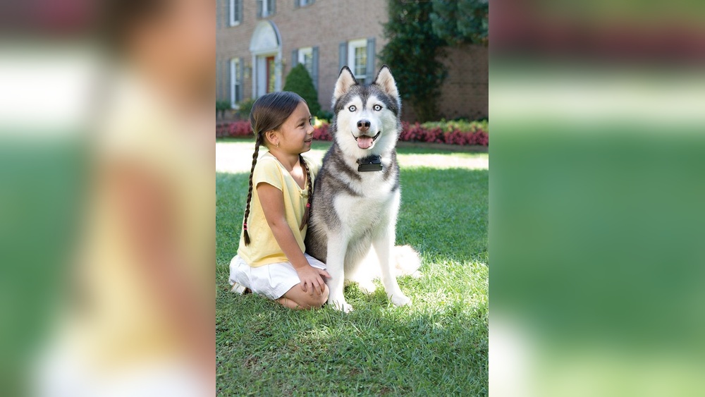 Best Electric Dog Fence for Big Dogs