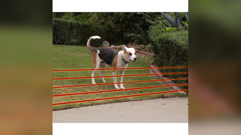 Best Electric Fence for Large Dogs