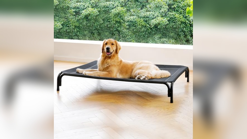 Best Elevated Dog Beds for Large Dogs