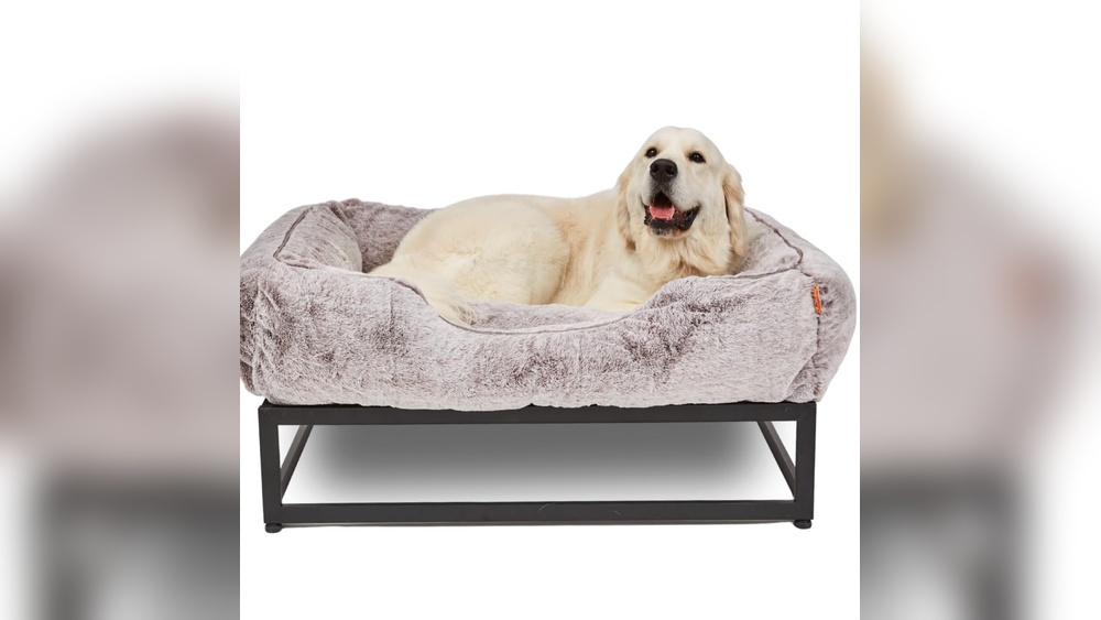 Best Elevated Dog Beds for Large Dogs
