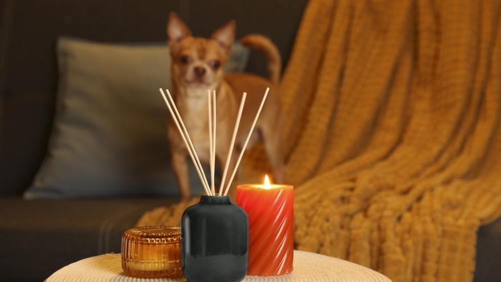 Best Essential Oil for Dogs: Top Natural Remedies for Health