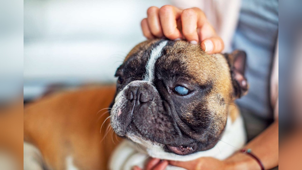 Best Eye Drops for Dogs With Cloudy Eyes